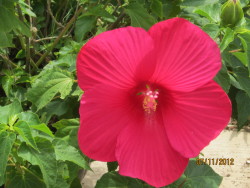 My mother's gift of gardening