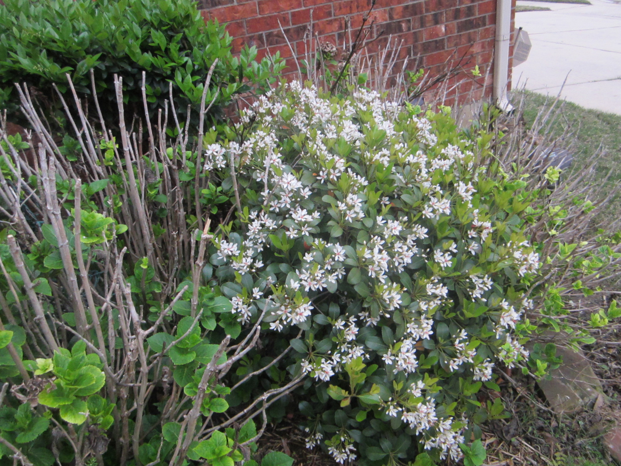 MY INDIAN HAWTHORN BUSHES